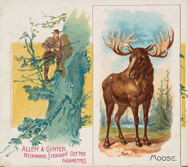 Moose, from Quadrupeds series (N41) for Allen & Ginter Cigarettes, 1890