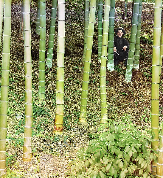 Moozo bamboo, Chakva, between 1905 and 1915. Creator: Sergey Mikhaylovich Prokudin-Gorsky