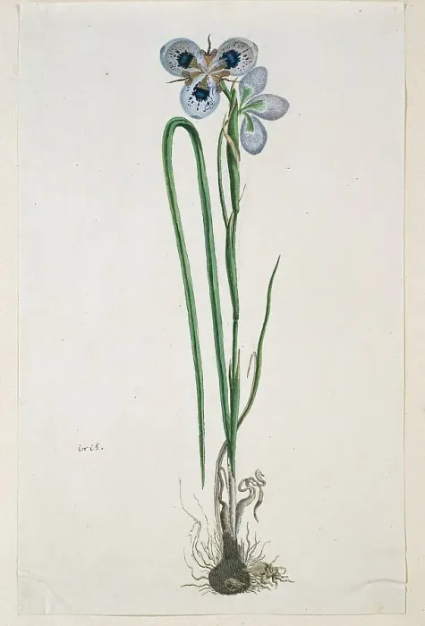 Framed Print : Moraea aristata (D. Delaroche) Aschers & Graebn. (Blue-eyed uintjie), 1777-1786. Creator: Robert Jacob Gordon. Moraea aristata (D. Delaroche) Aschers & Graebn. (Blue-eyed uintjie), 1777-1786. Creator: Robert Jacob Gordon Framed Print : Moraea aristata (D. Delaroche) Aschers & Graebn. (Blue-eyed uintjie), 1777-1786. Creator: Robert Jacob Gordon. Moraea aristata (D. Delaroche) Aschers & Graebn. (Blue-eyed uintjie), 1777-1786. Creator: Robert Jacob Gordon