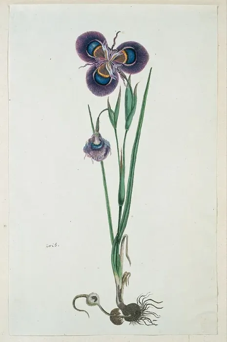 Framed Print : Moraea villosa Ker-Gawl. (Cape tulip), 1777-1786. Creator: Robert Jacob Gordon Framed Print : Moraea villosa Ker-Gawl. (Cape tulip), 1777-1786. Creator: Robert Jacob Gordon