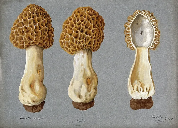 Framed Print : A morel (Morchella species): three fruiting bodies, one sectioned, 1896. Creator: R Baker Framed Print : A morel (Morchella species): three fruiting bodies, one sectioned, 1896. Creator: R Baker
