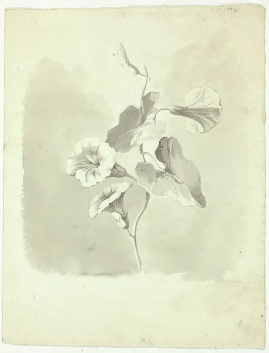 Framed Print : Morning Glories, n.d. Creator: Pierre Antoine Mongin Framed Print : Morning Glories, n.d. Creator: Pierre Antoine Mongin