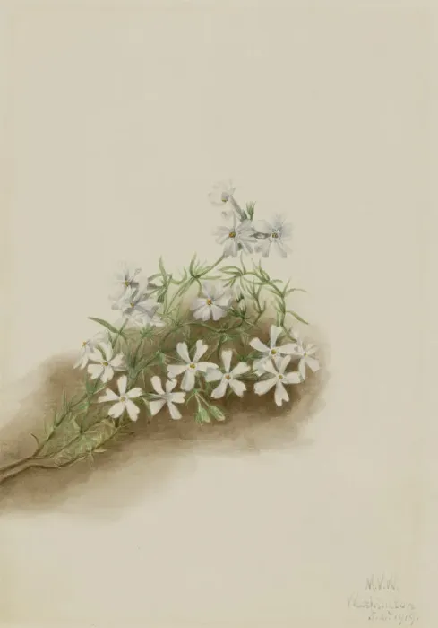 Framed Print : Moss Pink (Phlox subulate), 1919. Creator: Mary Vaux Walcott Framed Print : Moss Pink (Phlox subulate), 1919. Creator: Mary Vaux Walcott