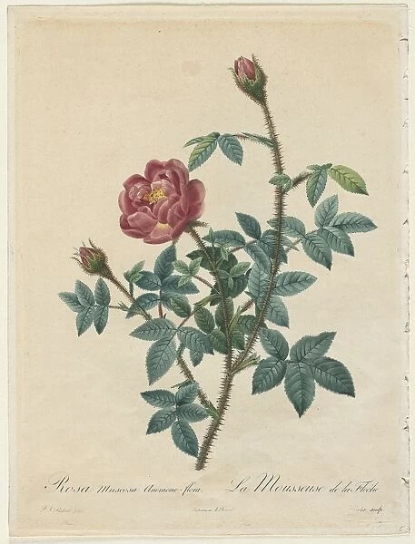 Moss Rose, 1817-1824. Creator: Henry Joseph Redoute (French, 1766-1853)