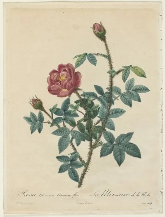 Framed Print : Moss Rose, 1817-1824. Creator: Henry Joseph Redoute (French, 1766-1853) Framed Print : Moss Rose, 1817-1824. Creator: Henry Joseph Redoute (French, 1766-1853)