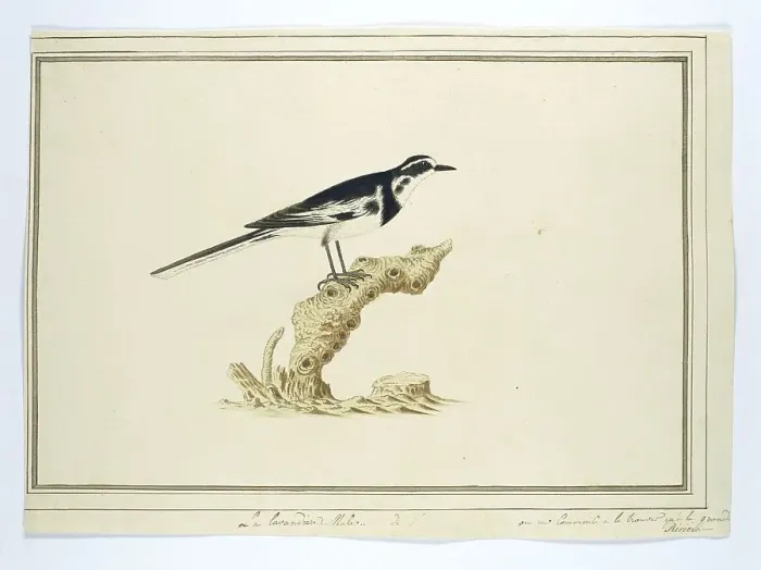 Framed Print : Motacilla aguimp (African pied wagtail), 1777-1786. Creator: Robert Jacob Gordon Framed Print : Motacilla aguimp (African pied wagtail), 1777-1786. Creator: Robert Jacob Gordon