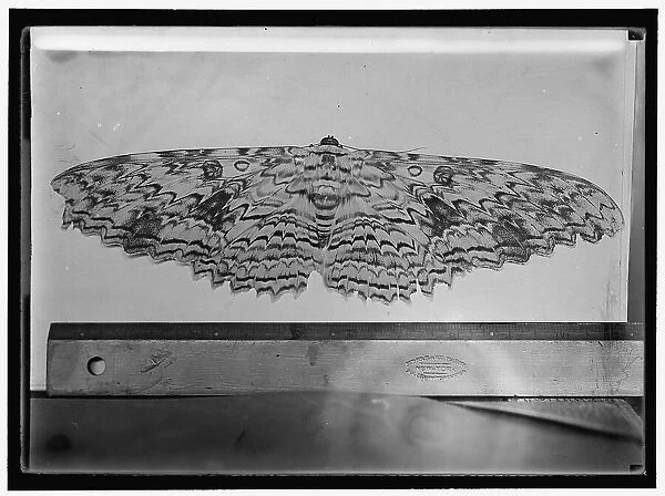 Moth, between 1911 and 1920. Creator: Harris & Ewing. Moth, between 1911 and 1920. Creator: Harris & Ewing