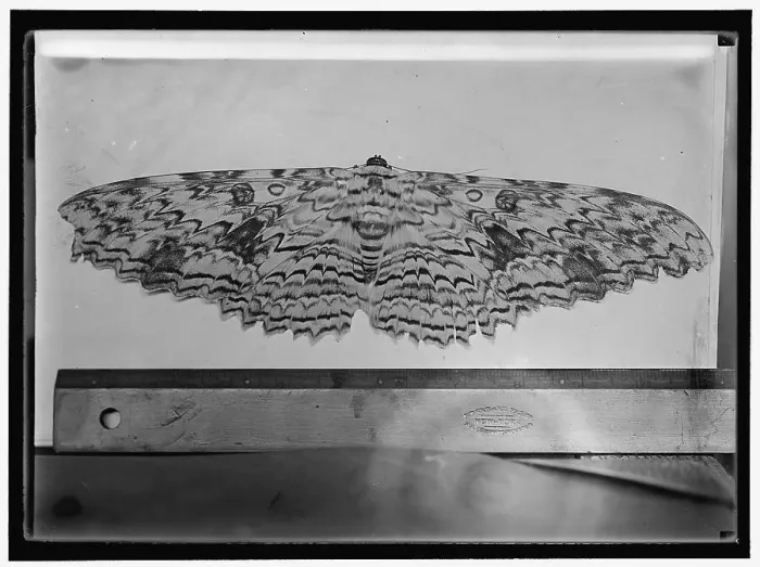 Framed Print : Moth, between 1911 and 1920. Creator: Harris & Ewing. Moth, between 1911 and 1920. Creator: Harris & Ewing Framed Print : Moth, between 1911 and 1920. Creator: Harris & Ewing. Moth, between 1911 and 1920. Creator: Harris & Ewing
