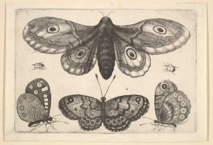 Framed Print : A moth, three butterflies and two beetles, 1646. Creator: Wenceslaus Hollar Framed Print : A moth, three butterflies and two beetles, 1646. Creator: Wenceslaus Hollar