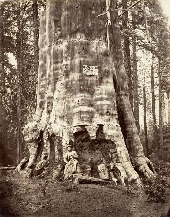 Framed Print : Mother of the Forest, 1865-66, printed ca. 1876. Creator: Carleton Emmons Watkins Framed Print : Mother of the Forest, 1865-66, printed ca. 1876. Creator: Carleton Emmons Watkins