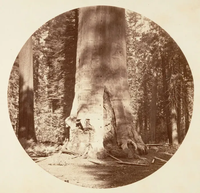 Framed Print : The Mother of the Forest - Calaveras Grove, ca. 1878. Creator: Carleton Emmons Watkins Framed Print : The Mother of the Forest - Calaveras Grove, ca. 1878. Creator: Carleton Emmons Watkins