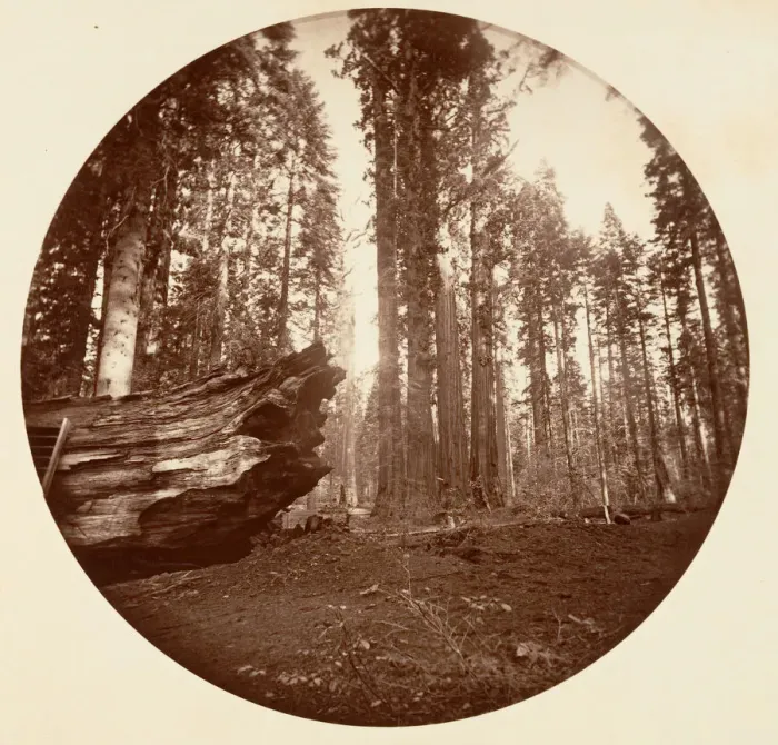 Framed Print : The Mother of the Forest From the Father of the Forest - Calavaras Grove, ca. 1878 Framed Print : The Mother of the Forest From the Father of the Forest - Calavaras Grove, ca. 1878