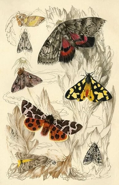 Moths, 19th century. Creator: Unknown