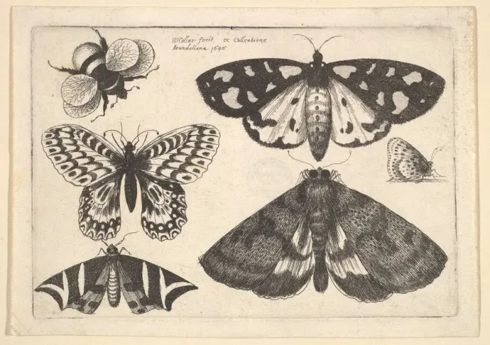 Framed Print : Three moths, two butterflies and a bumble bee, 1646. Creator: Wenceslaus Hollar Framed Print : Three moths, two butterflies and a bumble bee, 1646. Creator: Wenceslaus Hollar
