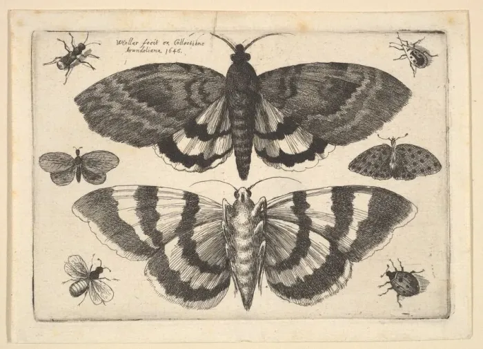 Framed Print : Two moths and six Insects, 1645. Creator: Wenceslaus Hollar Framed Print : Two moths and six Insects, 1645. Creator: Wenceslaus Hollar