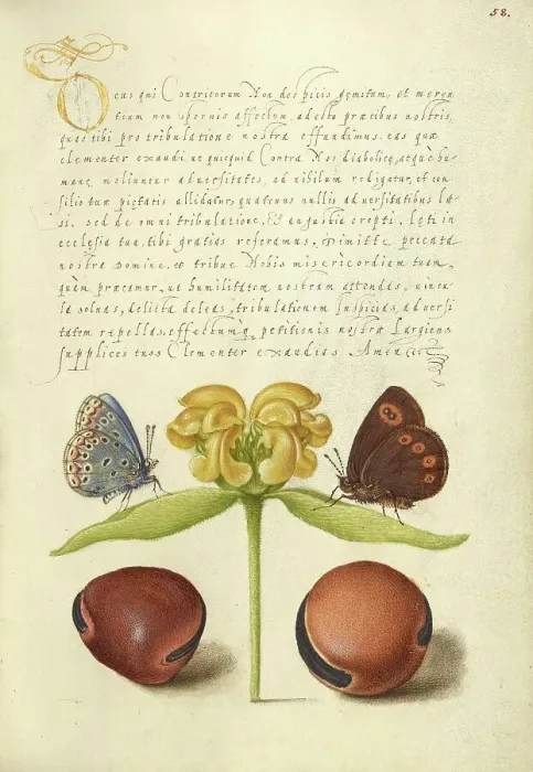 Framed Print : Moths, Jerusalem Sage, and Beans, 1561-1562; illumination added 1591-1596. Creator: Joris Hoefnagel Framed Print : Moths, Jerusalem Sage, and Beans, 1561-1562; illumination added 1591-1596. Creator: Joris Hoefnagel