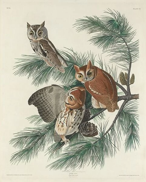 Mottled Owl, 1830. Creator: Robert Havell