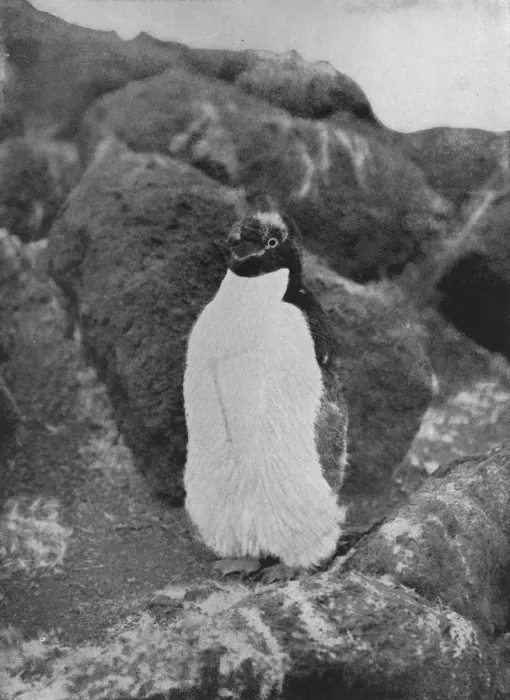 Framed Print : A Moulting Penguin, c1911, (1913). Artist: Herbert Ponting