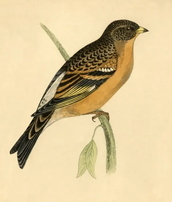 Framed Print : Mountain Finch, late 19th century. Creator: Unknown Framed Print : Mountain Finch, late 19th century. Creator: Unknown