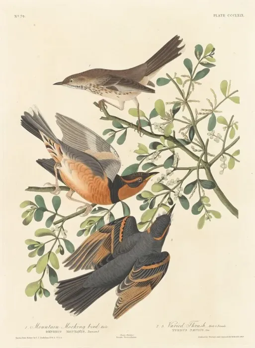 Framed Print : Mountain Mocking-bird and Varied Thrush, 1837. Creator: Robert Havell