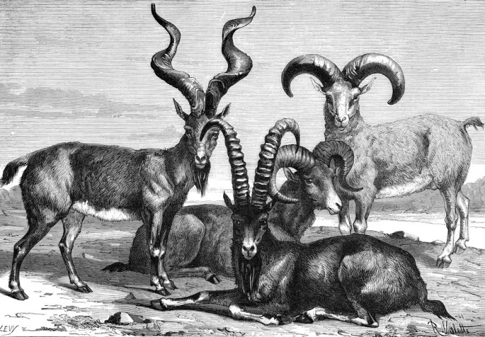 Framed Print : Mountain sheep and ibex, c1890. Artist: Levy Framed Print : Mountain sheep and ibex, c1890. Artist: Levy