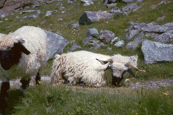 Mountain sheep in Switzerland