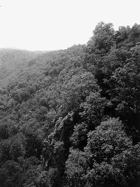 Mountainside with trees, between 1900 and 1920. Creator: Unknown