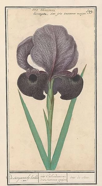 Mourning iris (Iris susiana), 1596-1610. Creators: Anselmus de Boodt, Elias Verhulst