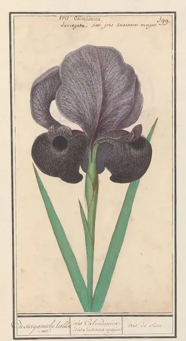 Framed Print : Mourning iris (Iris susiana), 1596-1610. Creators: Anselmus de Boodt, Elias Verhulst Framed Print : Mourning iris (Iris susiana), 1596-1610. Creators: Anselmus de Boodt, Elias Verhulst