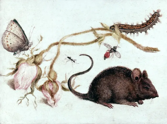 Framed Print : Mouse, Flower and Insect, 16th century. Artist: Joris Hoefnagel Framed Print : Mouse, Flower and Insect, 16th century. Artist: Joris Hoefnagel