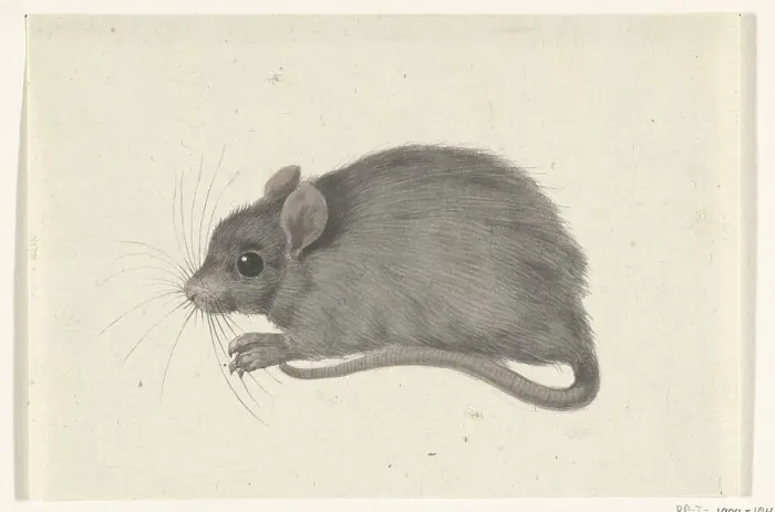 Framed Print : Mouse, to the left, 1775-1833. Creator: Jean Bernard Framed Print : Mouse, to the left, 1775-1833. Creator: Jean Bernard