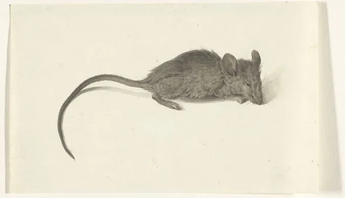 Framed Print : Mouse, to the right, 1775-1833. Creator: Jean Bernard Framed Print : Mouse, to the right, 1775-1833. Creator: Jean Bernard