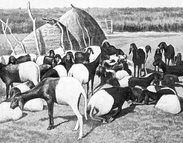 'Moutons a poil du Sahel; L'Ouest Africain, 1914. Creator: Unknown