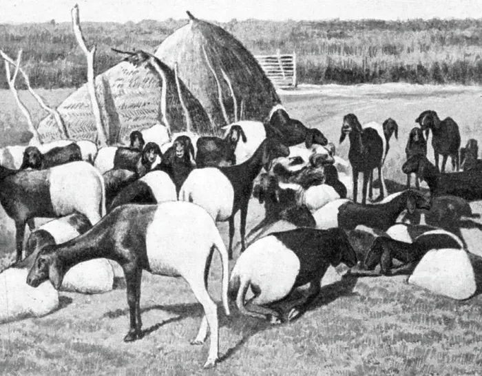 Framed Print : Moutons a poil du Sahel; L'Ouest Africain, 1914. Creator: Unknown Framed Print : Moutons a poil du Sahel; L'Ouest Africain, 1914. Creator: Unknown