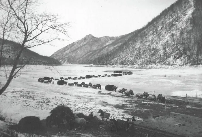 Framed Print : Movement of a caravan of camels on the ice of the Zeya River near the mouth of the Gilyuy River, 1909 Creator: Vladimir Ivanovich Fedorov Framed Print : Movement of a caravan of camels on the ice of the Zeya River near the mouth of the Gilyuy River, 1909 Creator: Vladimir Ivanovich Fedorov
