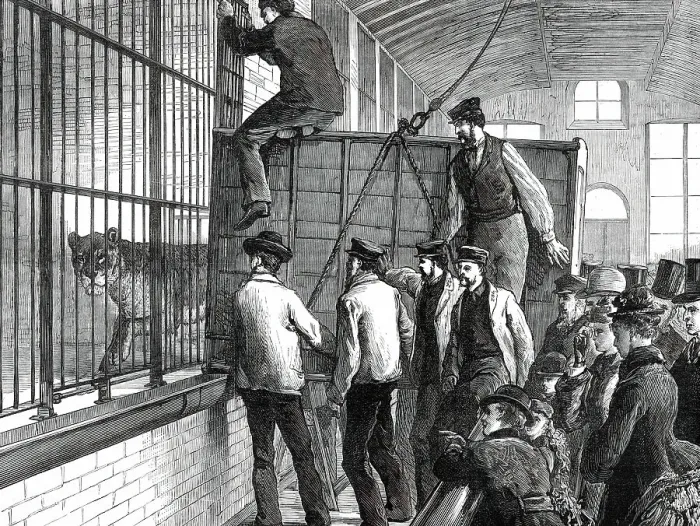 Framed Print : Moving the lions at the Zoological Society's Gardens, 1876. Creator: Unknown Framed Print : Moving the lions at the Zoological Society's Gardens, 1876. Creator: Unknown
