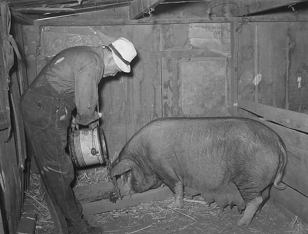 Mr. Bosley of Bosley reorganization unit, Baca County, Colorado, feeding a sow, 1938. Creator: Russell Lee