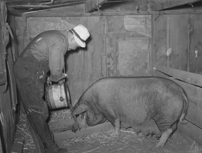 Framed Print : Mr. Bosley of Bosley reorganization unit, Baca County, Colorado, feeding a sow, 1938. Creator: Russell Lee Framed Print : Mr. Bosley of Bosley reorganization unit, Baca County, Colorado, feeding a sow, 1938. Creator: Russell Lee