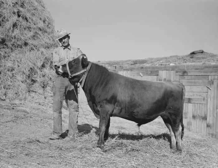 Framed Print : Mr. Botner with bull which he owns co-operatively... Nyssa Heights, Malheur County, Oregon, 1939. Creator: Dorothea Lange Framed Print : Mr. Botner with bull which he owns co-operatively... Nyssa Heights, Malheur County, Oregon, 1939. Creator: Dorothea Lange