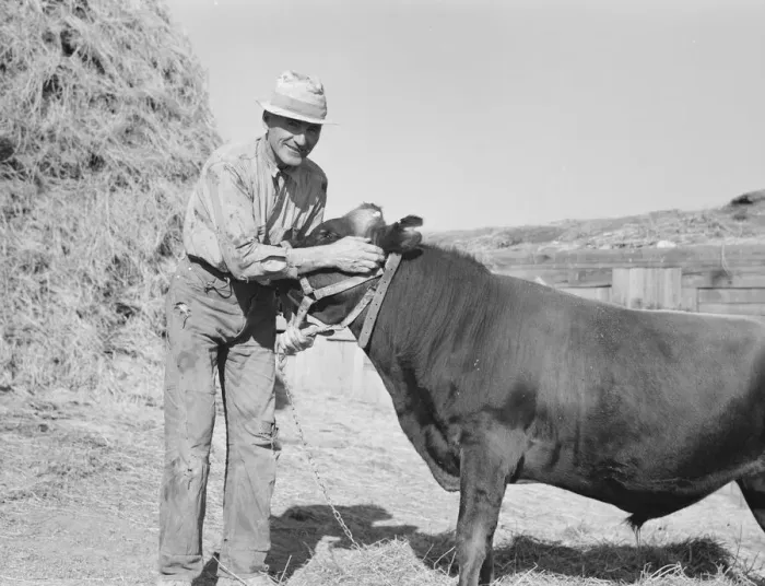 Framed Print : Mr. Botner with bull which he owns... Nyssa Heights, Malheur County, Oregon, 1939. Creator: Dorothea Lange Framed Print : Mr. Botner with bull which he owns... Nyssa Heights, Malheur County, Oregon, 1939. Creator: Dorothea Lange