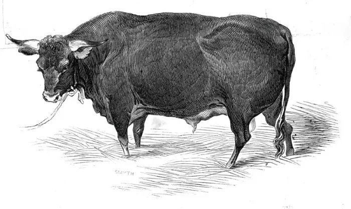 Framed Print : Mr. G. Turners Devon bull, 1844. Creator: Unknown Framed Print : Mr. G. Turners Devon bull, 1844. Creator: Unknown