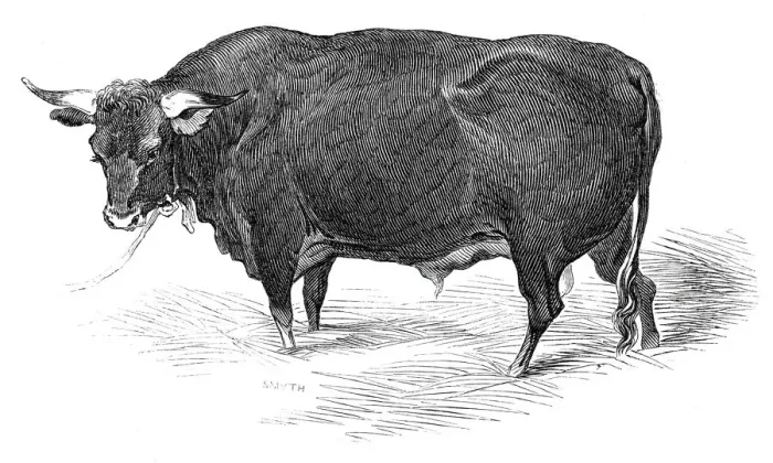 Framed Print : Mr. G. Turners Devon bull, 1844. Creator: Unknown Framed Print : Mr. G. Turners Devon bull, 1844. Creator: Unknown