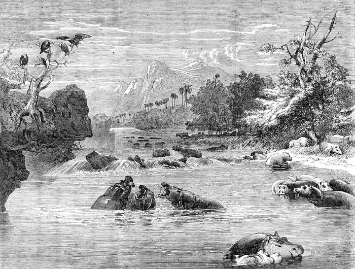 Framed Print : Mr. Gordon Cumming's South African Entertainment - View on the River Limpopo, with a herd of Hippopo Creator: Richard Principal Leitch Framed Print : Mr. Gordon Cumming's South African Entertainment - View on the River Limpopo, with a herd of Hippopo Creator: Richard Principal Leitch