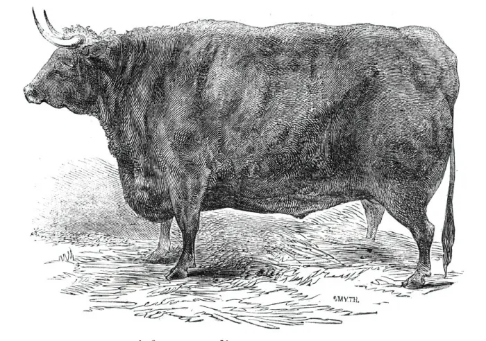 Framed Print : Mr Hudsons 3 years and 10 months old Hereford ox - prize £15, 1844. Creator: Smyth Framed Print : Mr Hudsons 3 years and 10 months old Hereford ox - prize £15, 1844. Creator: Smyth
