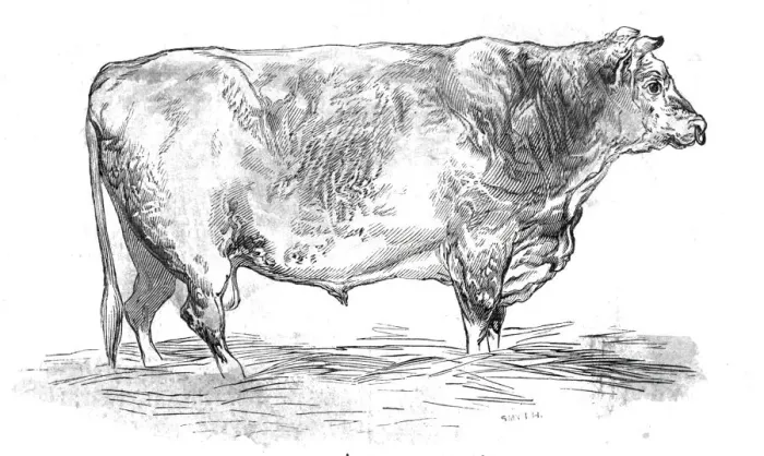Framed Print : Mr. J. Coopers short-horned bull, 1844. Creator: Unknown Framed Print : Mr. J. Coopers short-horned bull, 1844. Creator: Unknown