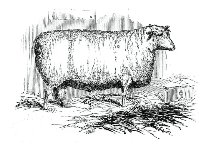 Framed Print : Mr. J. Lintons Lincoln and Leicester Ewe, 1844. Creator: Unknown Framed Print : Mr. J. Lintons Lincoln and Leicester Ewe, 1844. Creator: Unknown