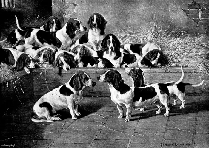 Framed Print : Mr. J. Moss's pack of basset-hounds at Bishop's Waltham, near Winchester, 1895. Creator: George Meisenbach. Mr. J Framed Print : Mr. J. Moss's pack of basset-hounds at Bishop's Waltham, near Winchester, 1895. Creator: George Meisenbach. Mr. J