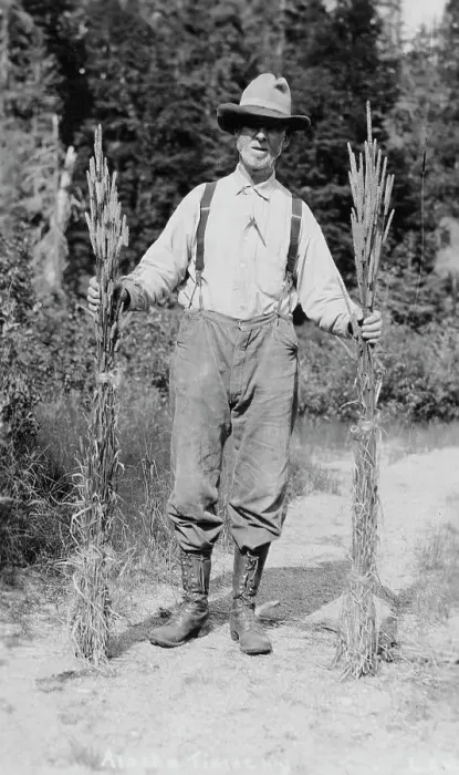 Framed Print : Mr. Johnson holding stalks of timothy, 1916. Creator: Unknown Framed Print : Mr. Johnson holding stalks of timothy, 1916. Creator: Unknown