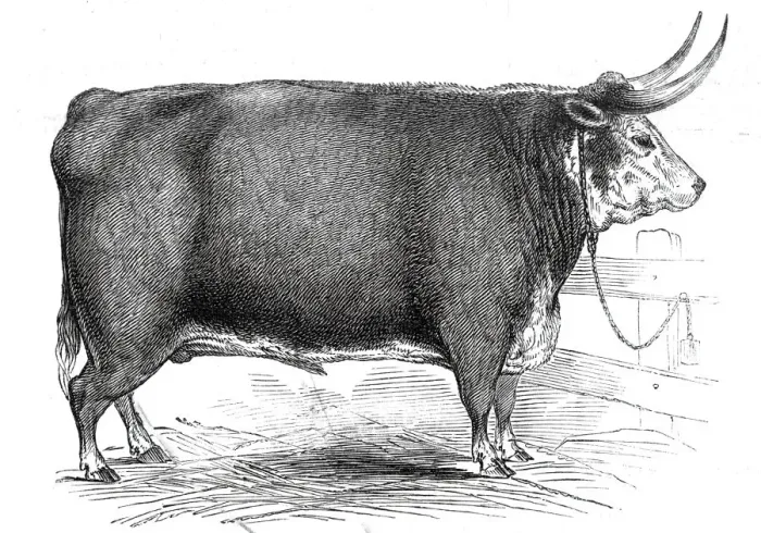 Framed Print : Mr. R.M. Laytons 4 yrs. 8 mo. old Hereford ox... 1845. Creator: Unknown Framed Print : Mr. R.M. Laytons 4 yrs. 8 mo. old Hereford ox... 1845. Creator: Unknown