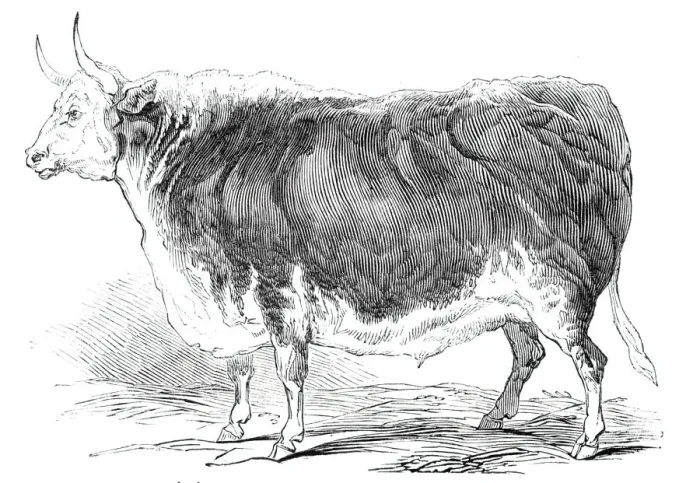 Framed Print : Mr. Seniors 4 years and [?] months old Hereford ox - prize £20, 1844
